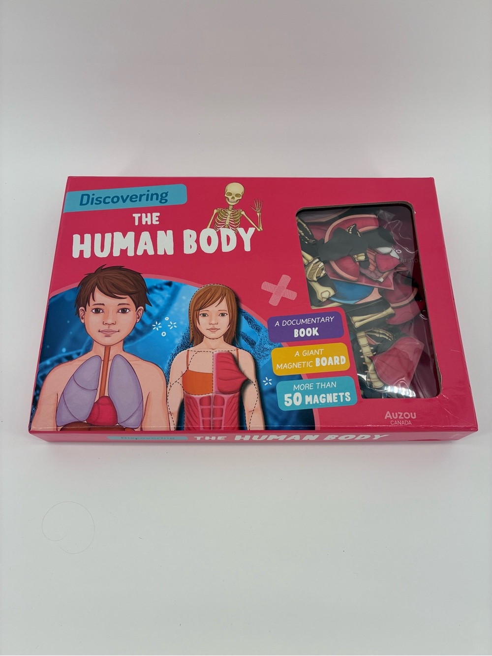 Discovering The Human Body Educational Toy